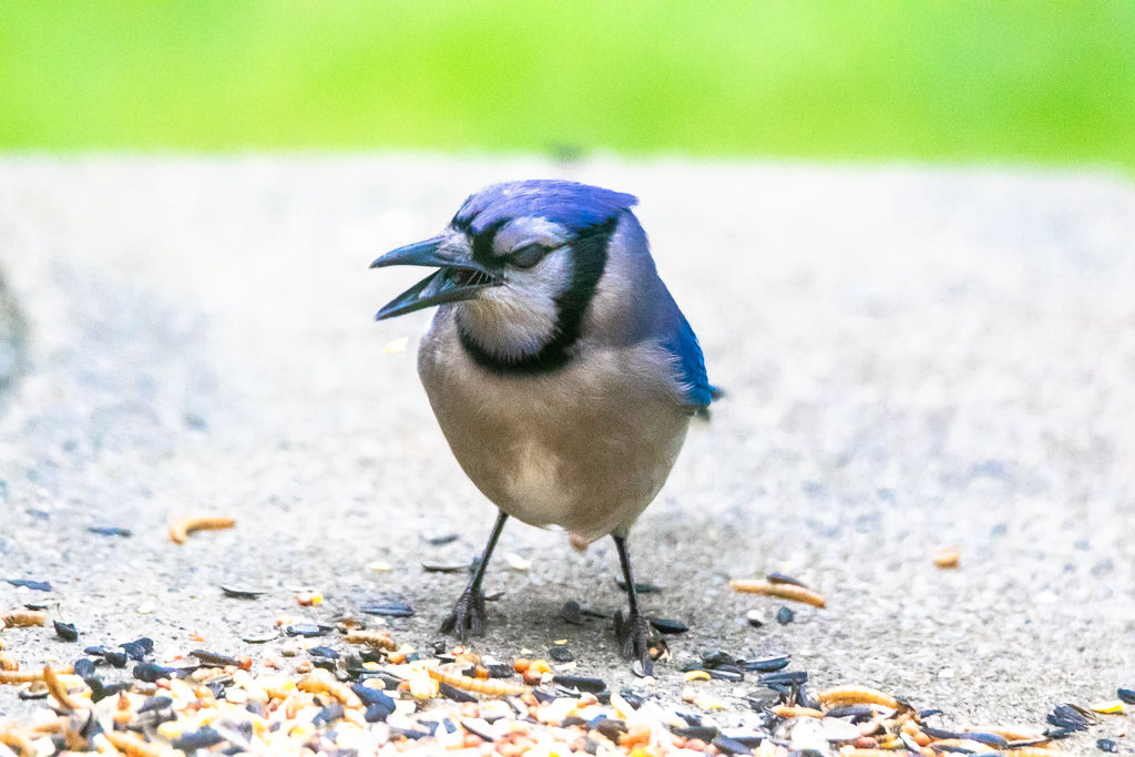 Backyard Birds NH-1899.jpg